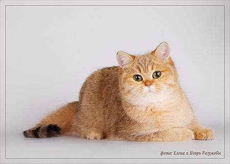 Ch. Hortense Golden Mormot